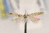  ( - EMEC407936)  @11 [ ] Copyright (2015) Essig Museum of Entomology Essig Museum of Entomology