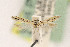  (Nevadopalpa new sp. 7 - EMEC408162)  @11 [ ] Copyright (2015) Jean-Francois Landry Canadian National Collection of Insects