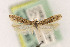  ( - EMEC408261)  @11 [ ] Copyright (2015) Jean-Francois Landry Canadian National Collection of Insects