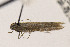 (Scrobipalpula nr. physaliella - EMEC408376)  @11 [ ] Copyright (2015) Jean-Francois Landry Canadian National Collection of Insects