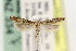  ( - EMEC408508)  @11 [ ] Copyright (2015) Jean-Francois Landry Canadian National Collection of Insects