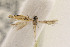  (Tuta isolata - EMEC408572)  @11 [ ] Copyright (2015) Jean-Francois Landry Canadian National Collection of Insects