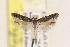  (Keiferia altisolani - EMEC408693)  @14 [ ] Copyright (2015) Jean-Francois Landry Canadian National Collection of Insects