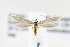  ( - JD6630)  @13 [ ] Copyright (2015) Jean-Francois Landry Canadian National Collection of Insects