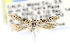  ( - LACMENT326627)  @11 [ ] Copyright (2016) Jean-Francois Landry Canadian National Collection of Insects