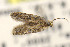  ( - LACMENT326733)  @11 [ ] Copyright (2015) Jean-Francois Landry Canadian National Collection of Insects