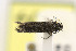 ( - LACMENT326964)  @11 [ ] Copyright (2015) Jean-Francois Landry Canadian National Collection of Insects