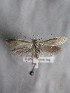  ( - MM26127)  @11 [ ] Copyright (2018) Jean-Francois Landry Canadian National Collection of Insects