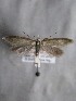  ( - MM26128)  @11 [ ] Copyright (2018) Jean-Francois Landry Canadian National Collection of Insects