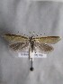  ( - MM26129)  @11 [ ] Copyright (2018) Jean-Francois Landry Canadian National Collection of Insects