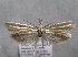  ( - MM26130)  @11 [ ] Copyright (2018) Jean-Francois Landry Canadian National Collection of Insects