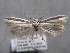  ( - MM26137)  @11 [ ] Copyright (2018) Jean-Francois Landry Canadian National Collection of Insects