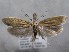  ( - MM26138)  @11 [ ] Copyright (2018) Jean-Francois Landry Canadian National Collection of Insects