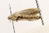  ( - ZMUC00401077)  @11 [ ] Copyright (2015) Jean-Francois Landry Canadian National Collection of Insects