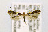  ( - CNCLEP00082180)  @13 [ ] CreativeCommons - Attribution Non-Commercial Share-Alike (2016) Jean-Francois Landry Canadian National Collection