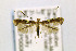  ( - CNCLEP00082194)  @13 [ ] CreativeCommons - Attribution Non-Commercial Share-Alike (2016) Jean-Francois Landry Canadian National Collection