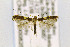  ( - CNCLEP00082503)  @13 [ ] CreativeCommons - Attribution Non-Commercial Share-Alike (2016) Jean-Francois Landry Canadian National Collection
