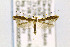  (Caloptilia umbratella - CNCLEP00082504)  @14 [ ] CreativeCommons - Attribution Non-Commercial Share-Alike (2016) Jean-Francois Landry Canadian National Collection