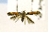  (Mompha locupletella - CNCLEP00122903)  @14 [ ] CreativeCommons - Attribution Non-Commercial Share-Alike (2016) Jean-Francois Landry Canadian National Collection