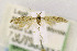  ( - CNCLEP00138333.1)  @13 [ ] CreativeCommons - Attribution Non-Commercial Share-Alike (2016) Jean-Francois Landry Canadian National Collection