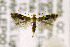 (Bucculatrix eupatoriella - CNCLEP00141707)  @14 [ ] CreativeCommons - Attribution Non-Commercial Share-Alike (2016) Jean-Francois Landry Canadian National Collection