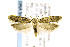  ( - CNCLEP00141716)  @13 [ ] CreativeCommons - Attribution Non-Commercial Share-Alike (2016) Jean-Francois Landry Canadian National Collection