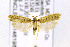  ( - CNCLEP00146198)  @13 [ ] CreativeCommons - Attribution Non-Commercial Share-Alike (2016) Jean-Francois Landry Canadian National Collection