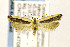  ( - CNCLEP00147086)  @13 [ ] CreativeCommons - Attribution Non-Commercial Share-Alike (2016) Jean-Francois Landry Canadian National Collection