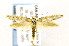  ( - CNCLEP00155447)  @13 [ ] CreativeCommons - Attribution Non-Commercial Share-Alike (2016) Jean-Francois Landry Canadian National Collection