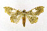  (Midila lamia - CNCLEP00155986)  @14 [ ] CreativeCommons - Attribution Non-Commercial Share-Alike (2016) Jean-Francois Landry Canadian National Collection
