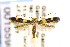  ( - CNCLEP00155989)  @13 [ ] CreativeCommons - Attribution Non-Commercial Share-Alike (2016) Jean-Francois Landry Canadian National Collection