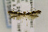  ( - CNCLEP00155993)  @12 [ ] CreativeCommons - Attribution Non-Commercial Share-Alike (2016) Jean-Francois Landry Canadian National Collection