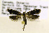  (Anacampsis lupinella - CNCLEP00175634)  @11 [ ] CreativeCommons - Attribution Non-Commercial Share-Alike (2017) Jean-Francois Landry Canadian National Collection