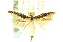  ( - EMEC408171)  @12 [ ] CreativeCommons - Attribution Non-Commercial Share-Alike (2016) Jean-Francois Landry Canadian National Collection