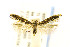 ( - EMEC408206)  @11 [ ] CreativeCommons - Attribution Non-Commercial Share-Alike (2016) Jean-Francois Landry Canadian National Collection