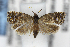  ( - AC006528)  @11 [ ] Unspecified (default): All Rights Reserved (2019) Jean-Francois Landry Canadian National Collection