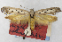  (Scythris ethmiella - CNCLEP00013534)  @11 [ ] Unspecified (default): All Rights Reserved (2019) Jean-Francois Landry Canadian National Collection