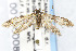  ( - CNCLEP00105008)  @11 [ ] Unspecified (default): All Rights Reserved (2020) Jean-Francois Landry Canadian National Collection