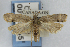  (Dichomeris citrifoliella - CNCLEP00175845)  @14 [ ] Unspecified (default): All Rights Reserved (2019) Jean-Francois Landry Canadian National Collection