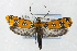  (Atteva floridana - CNCLEP00179955)  @11 [ ] Unspecified (default): All Rights Reserved (2019) Jean-Francois Landry Canadian National Collection