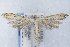  ( - CNCLEP00210344)  @13 [ ] Unspecified (default): All Rights Reserved (2019) Jean-Francois Landry Canadian National Collection