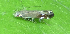  ( - CNCLEP00309618)  @11 [ ] Unspecified (default): All Rights Reserved (2022) Illinois Natural History Survey Illinois Natural History Survey
