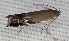  ( - CNCLEP00309619)  @11 [ ] Unspecified (default): All Rights Reserved (2022) Illinois Natural History Survey Illinois Natural History Survey