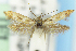  (Scythris JFL238 - EMEC1149524)  @13 [ ] Unspecified (default): All Rights Reserved (2019) Jean-Francois Landry Canadian National Collection