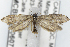  (Paraswammerdamia canadensis - MCBEL000607)  @14 [ ] Unspecified (default): All Rights Reserved (2019) Jean-Francois Landry Canadian National Collection
