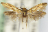  (Scythris fulvoradiella - USNMENT01142113)  @11 [ ] Unspecified (default): All Rights Reserved (2019) Jean-Francois Landry Canadian National Collection