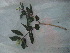  (Acca - IIBCE13)  @11 [ ] CreativeCommons - Attribution Share-Alike (2024) Unspecified Museo y Jardin Botanico Prof. Atilio Lombardo