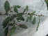  (Azara - IIBCE15)  @11 [ ] Unspecified (default): All Rights Reserved  Unspecified Unspecified