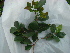  (Psidium cattleyanum - IIBCE07)  @11 [ ] CreativeCommons - Attribution Share-Alike (2018) Unspecified Universidad de la Republica, Facultad de Ciencias