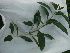  (Citharexylum montevidense - IIBCE10)  @11 [ ] CreativeCommons - Attribution Share-Alike (2018) Unspecified Museo y JardÃ­n BotÃ¡nico Prof. Atilio Lombardo